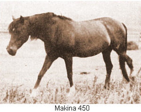 broodmare Makina ox (Arabian thoroughbred, 1921, from Letan ox)