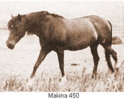 Zuchtstute Makina ox (Vollblutaraber, 1921, von Letan ox)