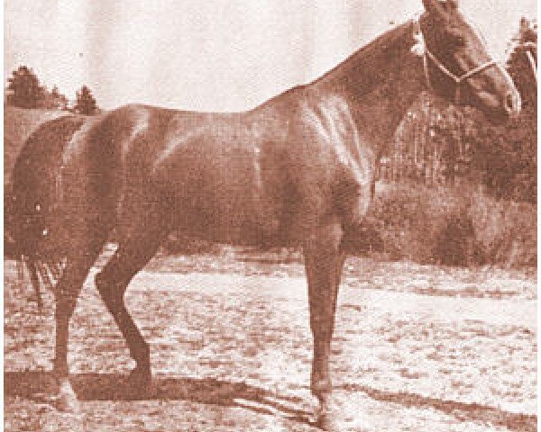 broodmare Fenzileh ox (Arabian thoroughbred, 1925, from Rodan 1906 ox)