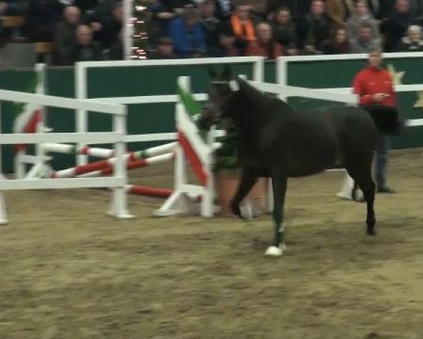 NRW-Hauptkörung für Reitpferdehengste 2011
Dienstag,den 22.November 2011
3.Ring
