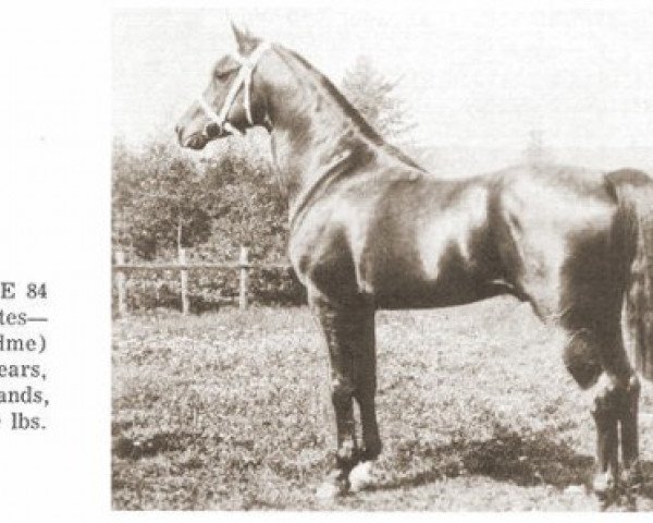 Deckhengst Jerrede ox (Vollblutaraber, 1910, von Euphrates ox)