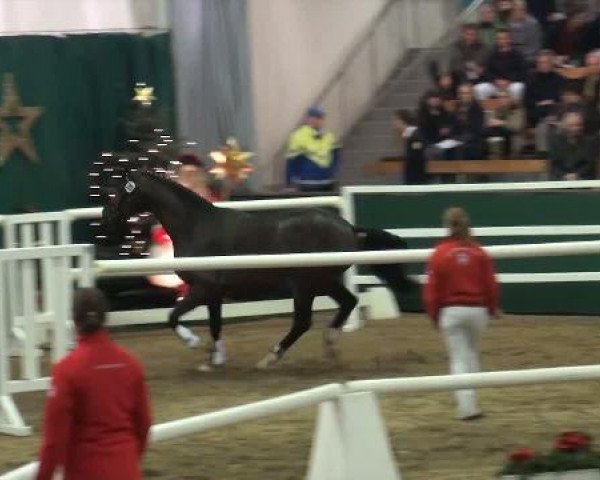 NRW-Hauptkörung für Reitpferdehengste 2011
Dienstag,den 22.November 2011
3.Ring
