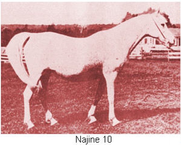 broodmare Najine ox (Arabian thoroughbred, 1899, from Garaveen 1892 ox)