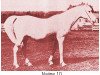 Zuchtstute Najine ox (Vollblutaraber, 1899, von Garaveen 1892 ox)