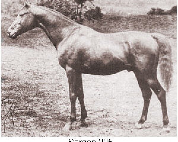 stallion Sargon ox (Arabian thoroughbred, 1915, from Segario 1902 ox)