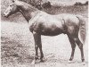 Deckhengst Sargon ox (Vollblutaraber, 1915, von Segario 1902 ox)