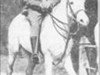 broodmare Morfda ox (Arabian thoroughbred, 1916, from Hamrah 1904 DB)