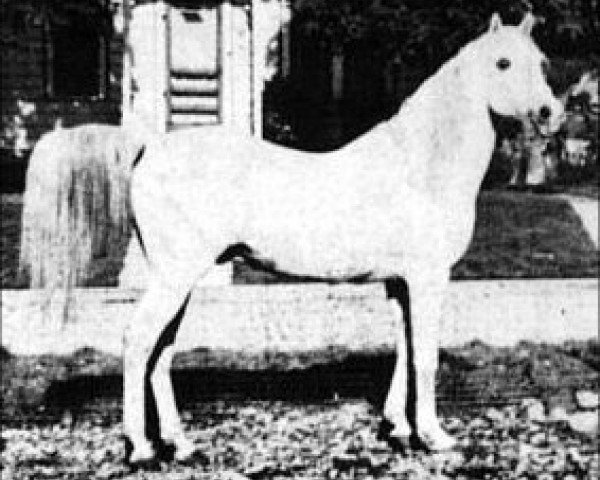 stallion Stambul ox (Arabian thoroughbred, 1926, from El Sabok 1916 ox)