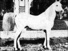 stallion Stambul ox (Arabian thoroughbred, 1926, from El Sabok 1916 ox)