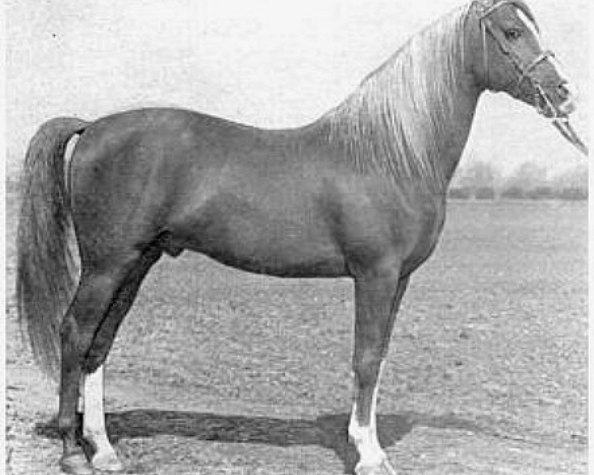 stallion Alla Amarward ox (Arabian purebred, 1935, from Stambul ox)