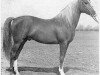 stallion Alla Amarward ox (Arabian thoroughbred, 1935, from Stambul ox)