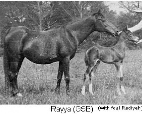 broodmare Rayya ox (Arabian thoroughbred, 1915, from Rustem 1908 ox)