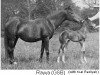 broodmare Rayya ox (Arabian thoroughbred, 1915, from Rustem 1908 ox)