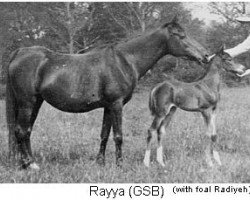 Zuchtstute Rayya ox (Vollblutaraber, 1915, von Rustem 1908 ox)