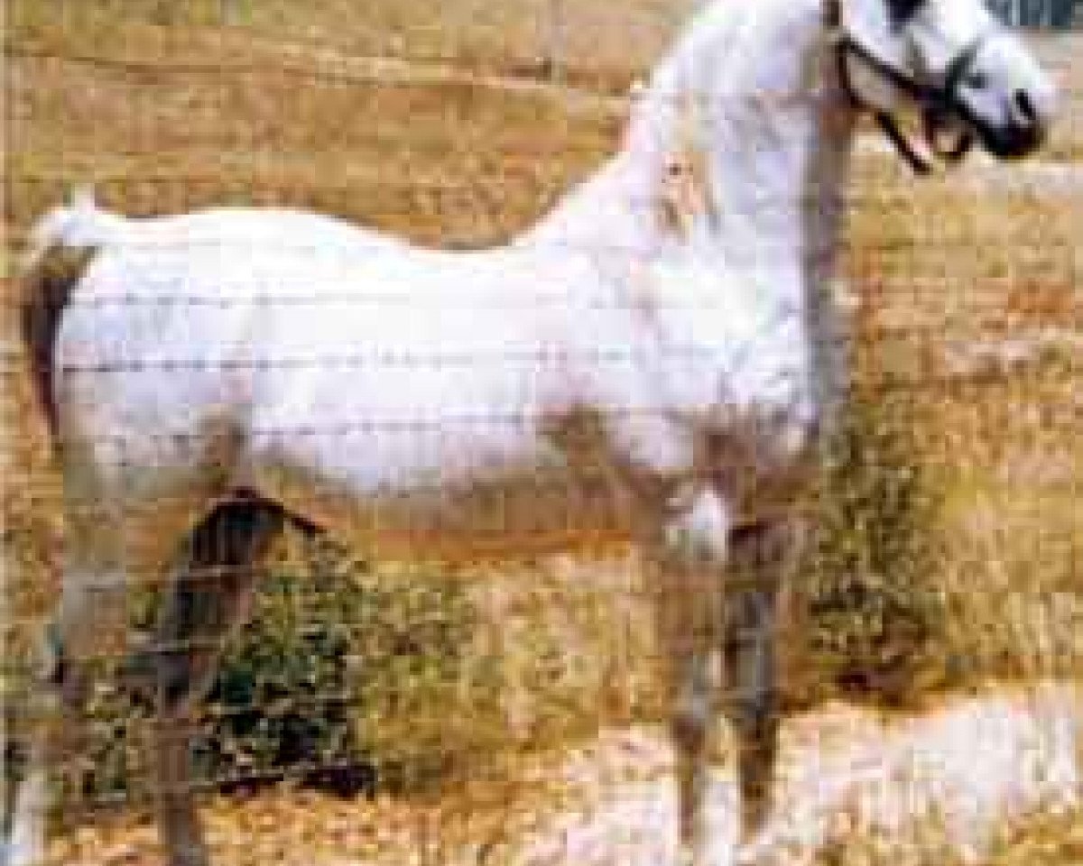 Deckhengst Ferseyn ox (Vollblutaraber, 1937, von Raseyn 1923 ox)
