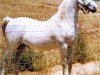 stallion Ferseyn ox (Arabian thoroughbred, 1937, from Raseyn 1923 ox)