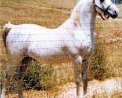 stallion Ferseyn ox (Arabian thoroughbred, 1937, from Raseyn 1923 ox)