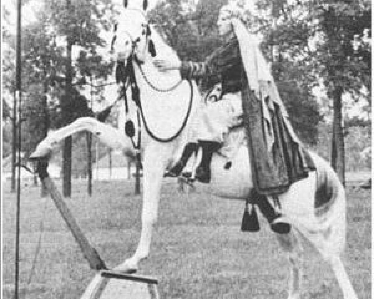 stallion Ahamed ox (Arabian purebred, 1925, from Azra 1903 ox)