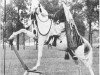 stallion Ahamed ox (Arabian thoroughbred, 1925, from Azra 1903 ox)