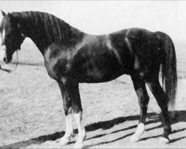 stallion Faryn ox (Arabian thoroughbred, 1946, from Abu Farwa 1940 ox)