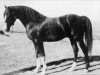 Deckhengst Faryn ox (Vollblutaraber, 1946, von Abu Farwa 1940 ox)
