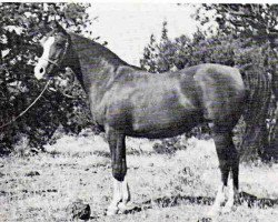 broodmare Zaryn ox (Arabian thoroughbred, 2005, from Faryn ox)