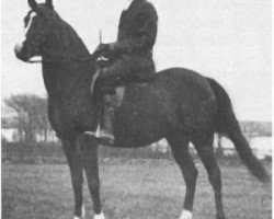 broodmare Butheyna ox (Arabian thoroughbred, 1904, from Seyal 1897 ox)