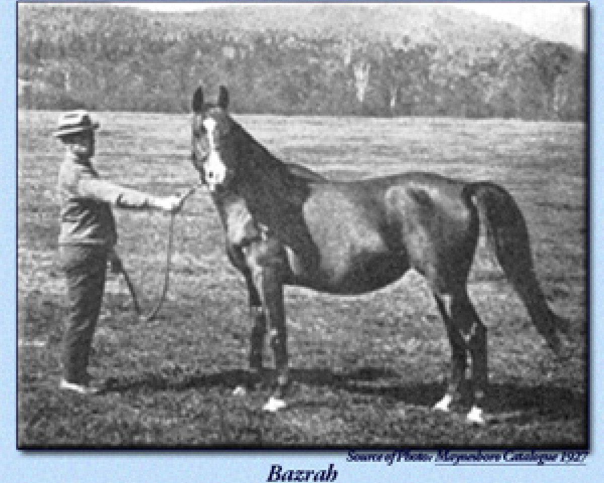 broodmare Bazrah EAO (Arabian purebred, 1919, from Rodan 1906 ox)