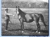broodmare Bazrah EAO (Arabian thoroughbred, 1919, from Rodan 1906 ox)