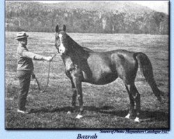 broodmare Bazrah EAO (Arabian thoroughbred, 1919, from Rodan 1906 ox)