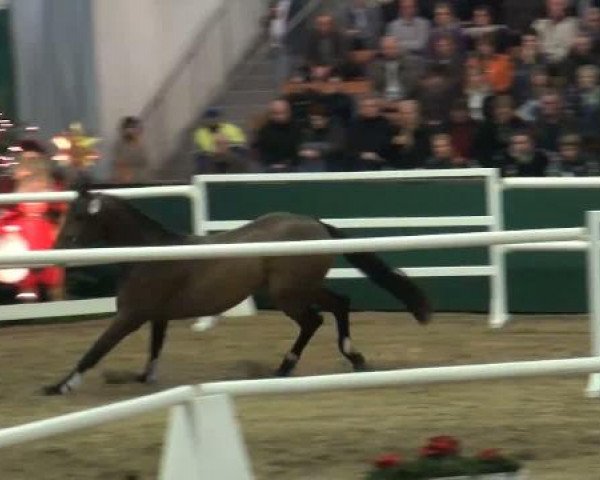 NRW-Hauptkörung für Reitpferdehengste 2011
Dienstag,den 22.November 2011
6.Ring
