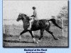 stallion Bazleyd EAO (Arabian thoroughbred, 1928, from Abu Zeyd 1904 ox)
