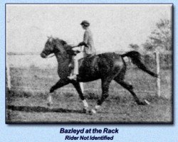 stallion Bazleyd EAO (Arabian thoroughbred, 1928, from Abu Zeyd 1904 ox)