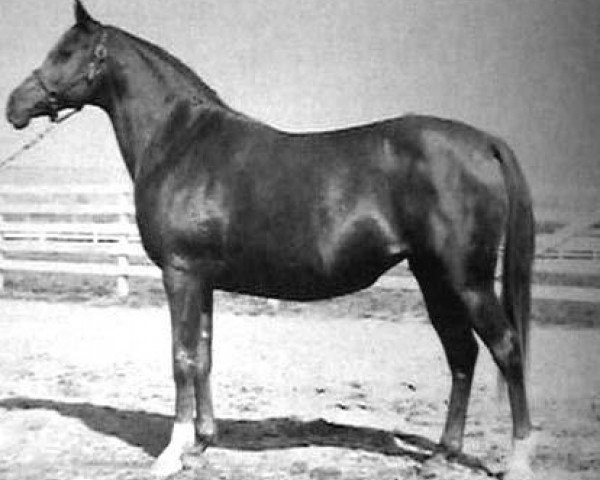 broodmare Ginnyya ox (Arabian thoroughbred, 1936, from Bazleyd EAO)
