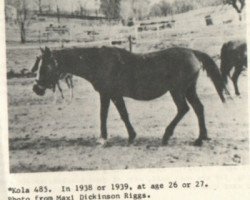 broodmare Kola ox (Arabian thoroughbred, 1912, from Latif 1903 DB)