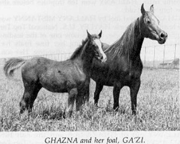 broodmare Ghazna ox (Arabian thoroughbred, 1943, from Chepe Noyon ox)