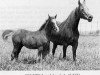 broodmare Ghazna ox (Arabian thoroughbred, 1943, from Chepe Noyon ox)