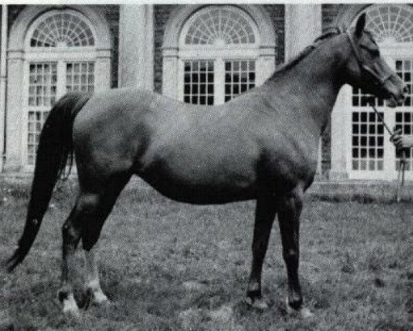 broodmare Risslina ox (Arabian thoroughbred, 1926, from Rafeef ox)