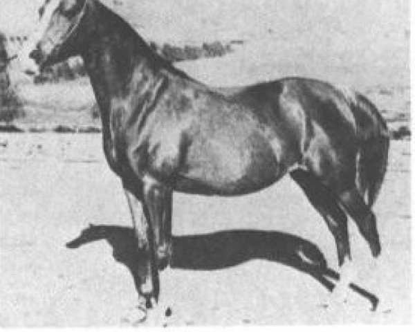 Zuchtstute Rissletta ox (Vollblutaraber, 1930, von Naseem 1922 ox)