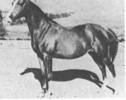 broodmare Rissletta ox (Arabian thoroughbred, 1930, from Naseem 1922 ox)