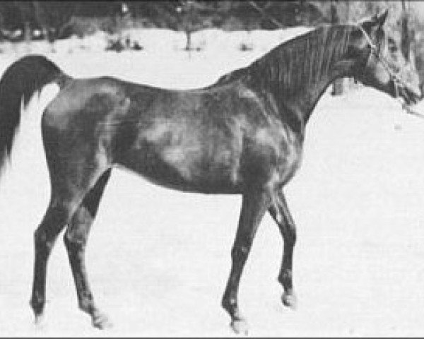 broodmare Raad ox (Arabian thoroughbred, 1922, from Sidi ox)