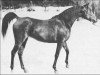 broodmare Raad ox (Arabian thoroughbred, 1922, from Sidi ox)