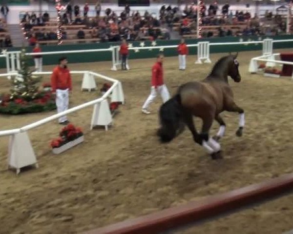 NRW-Hauptkörung für Reitpferdehengste
Montag,den 21.November 2011
6.Ring
