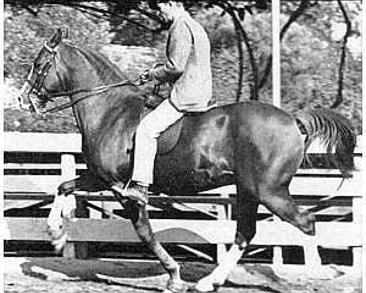 Deckhengst Rabiyas EAO (Vollblutaraber, 1936, von Rahas ox)