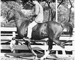 stallion Rabiyas EAO (Arabian thoroughbred, 1936, from Rahas ox)