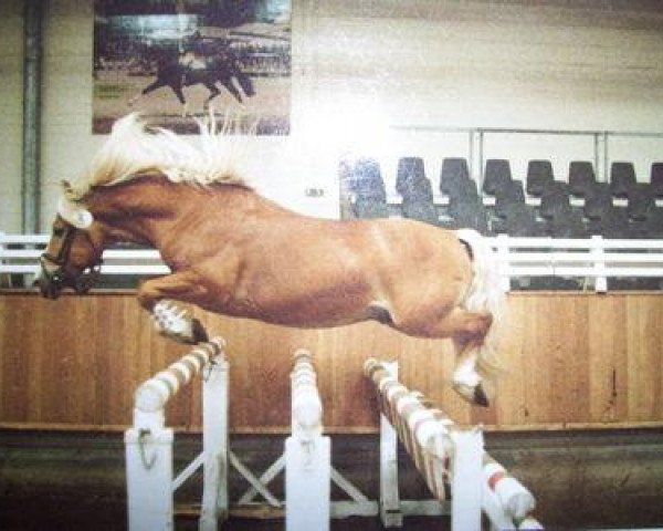 stallion Holstein (Haflinger, 1982, from Hofgard)