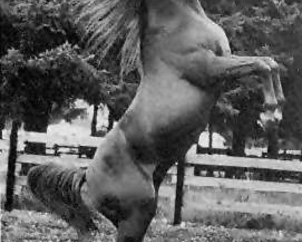stallion Ga'zi ox (Arabian thoroughbred, 1949, from Abu Farwa 1940 ox)
