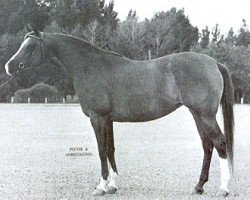 Zuchtstute Llana ox (Vollblutaraber, 1964, von Ga'zi ox)