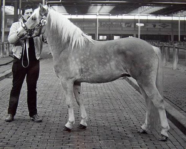 stallion Hofnarr van 't Broek (Haflinger, 1984, from 413 Hoferbe)