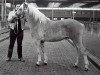 Deckhengst Hofnarr van 't Broek (Haflinger, 1984, von 413 Hoferbe)